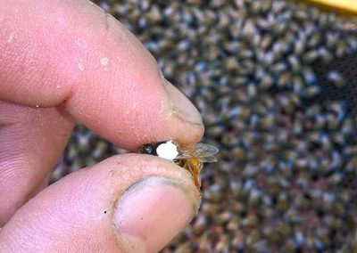 Come riconoscere l'ape regina nell'alveare