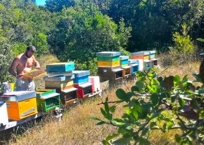 Controllo dell'arnie della api e trattamenti biologici