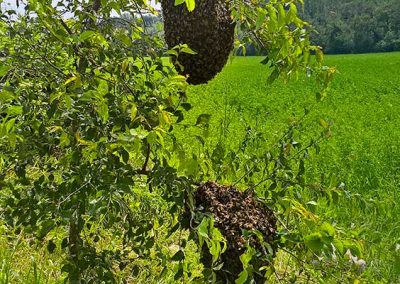 Recupero di favi di api in natura