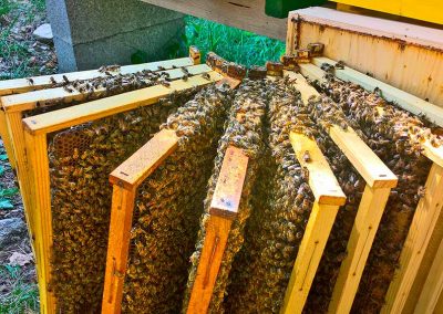 Le api sui telai per la produzione di miele biologico