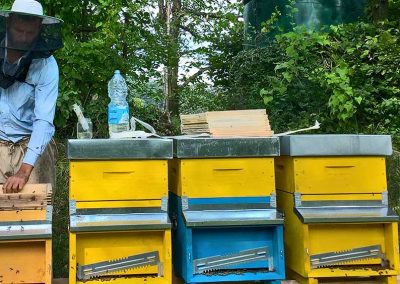Trattamenti naturali sostenibili per il benessere delle api