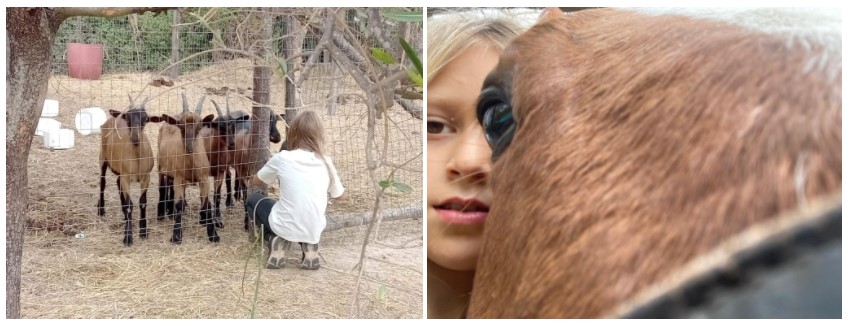 animali in natura apicoltura Fior da Fiore animali in natura apicoltura Fior da Fiore