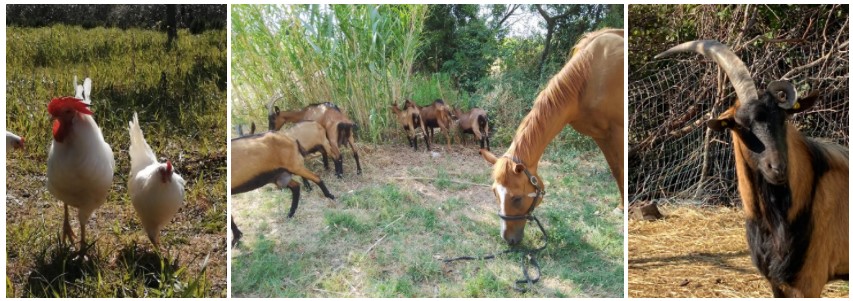 le Divine Api e gli animari della fattoria didattica le Divine Api e gli animari della fattoria didattica